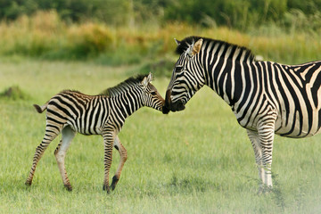 Fototapeta na wymiar Zebra ¼rebię wita rodzica