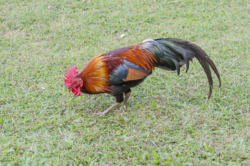 beautyful thai Roosters