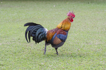 beautyful thai Roosters