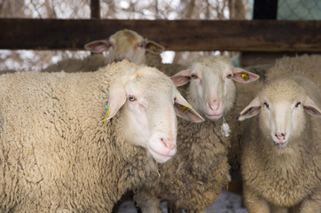 Sheep group