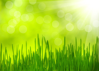 Fototapeta premium green grass