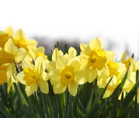 Crédence de cuisine en verre imprimé Narcisse Yellow daffodils