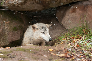 Blonde Wolf (Canis lupus) Climbs Out of Den