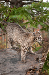 Bobcat Kitten (Lynx rufus) Prepare to Pounce