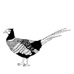Pheasant illustration