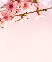 Fototapeta na wymiar Branches with beautiful pink flowers (Peach).