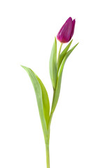 tulip flower full-length