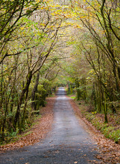 Road in the forest