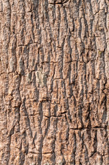 Bark of tree