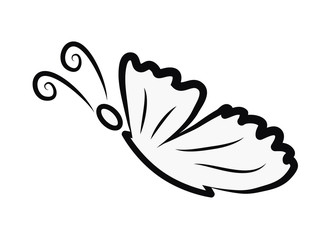 Butterfy Illustration