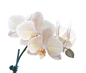 Fototapeta na wymiar Beautiful violet orchid flower in blooming