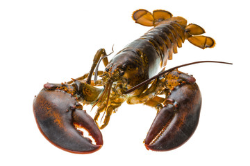 Raw lobster
