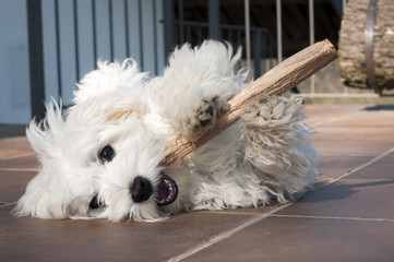 cucciolo di maltese gioca con bastoncino