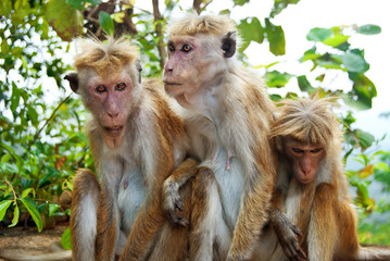 Monkey family at Sigiriya, Sri Lanka