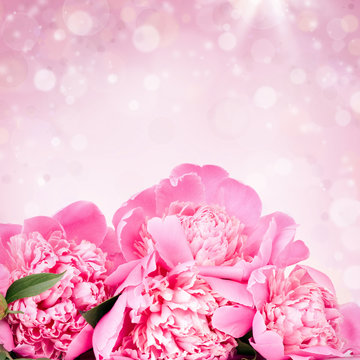 Pink roses on bokeh background