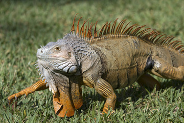 Portrait of a wild iguana lizard