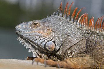 portrait of a wild iguana lizard