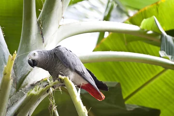 Foto op Canvas African Grey Parrot © erika8213