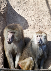 Baboon (Papio hamadryas)