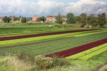 Salat- und Gemüseanbau in Hamburg-Moorwerder