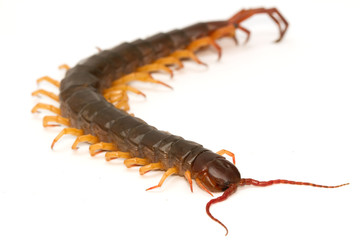 closeup of brown centipede