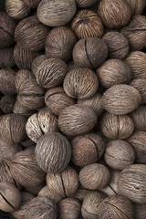 Othalanga - Suicide tree, Pong pong seed. Cerbera odollam fruit