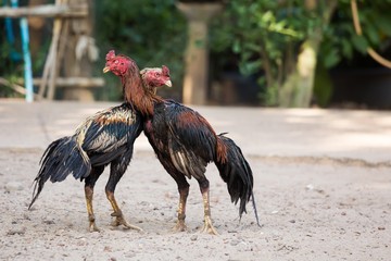 Two cocks or roosters fighting