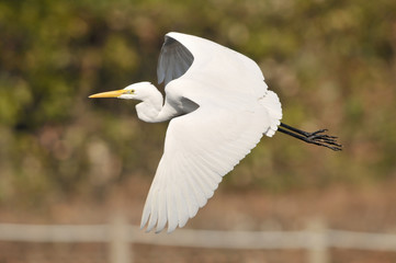 ダイサギの飛翔