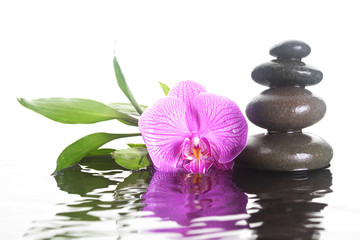 Flower and stones in water