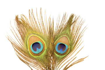 Peacock feathers