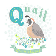 Letter Q - Quail