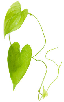 liane de hoffe, plante grimpante tropicale