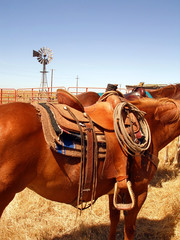 Ranch Horse and Saddle