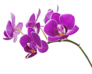 Fototapeta na wymiar Rzadko fioletowy Orchidea samodzielnie na białym tle.