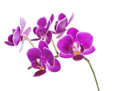 Rare Purple Orchid Isolated On White Background.