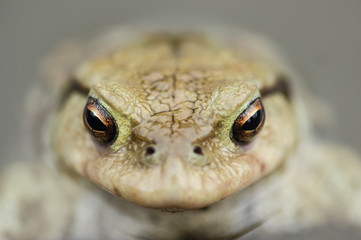 Toad in water