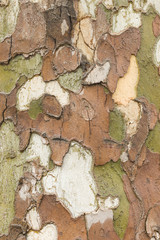 Naklejka premium Plane tree bark close up