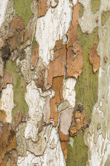 Plane tree bark close up
