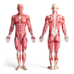 male anatomy of muscular system - front and back view
