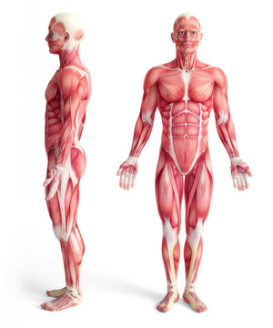 male anatomy of muscular system - front and side view