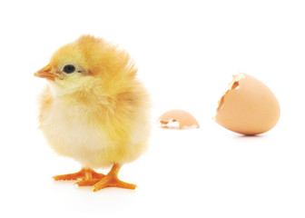 Chicken and an egg shell