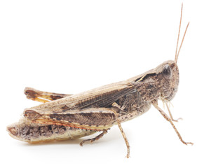 Grasshopper