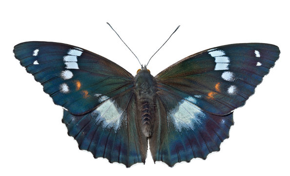 Butterfly (Apatura schrencki) 34