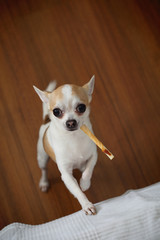 chihuahua wiith snack looking your eye