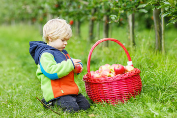 Little toddler boy of two years picking red apples in an orchard