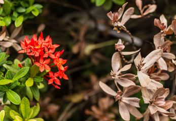 Living and dead flower spike.