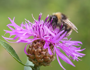 Bumblebee