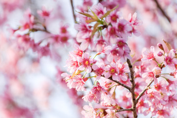 Sweet Cherry blossom (Sakura blooming) in Thailand