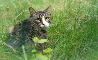 Eine Katze
