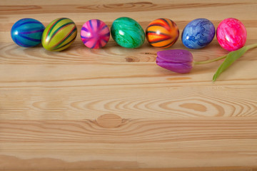 Colorful easter eggs and purple tulip. 